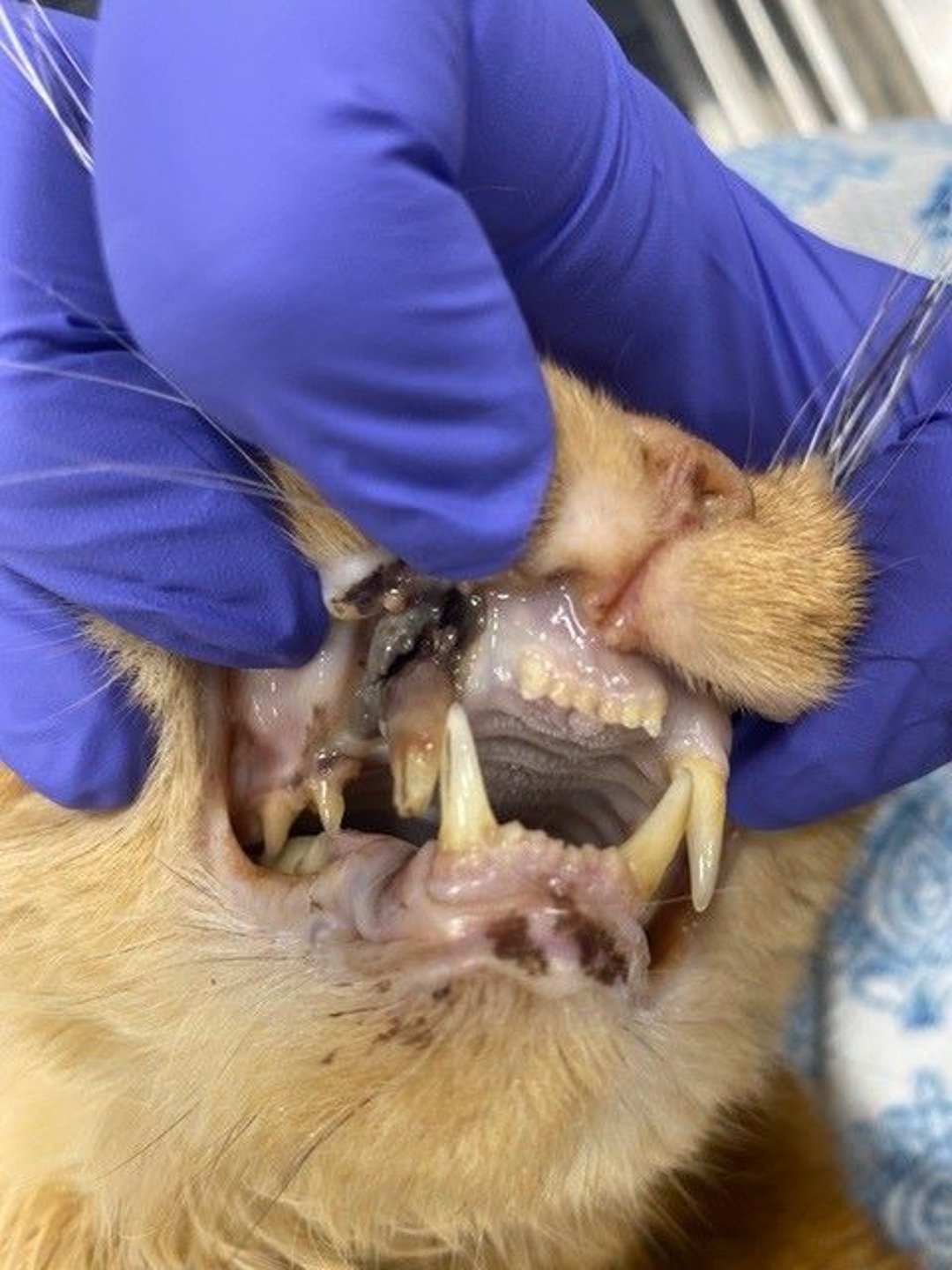 Anemia paraneoplásica, gato