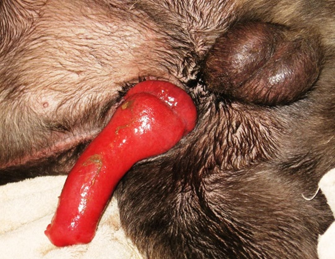 Parafimosis, perro