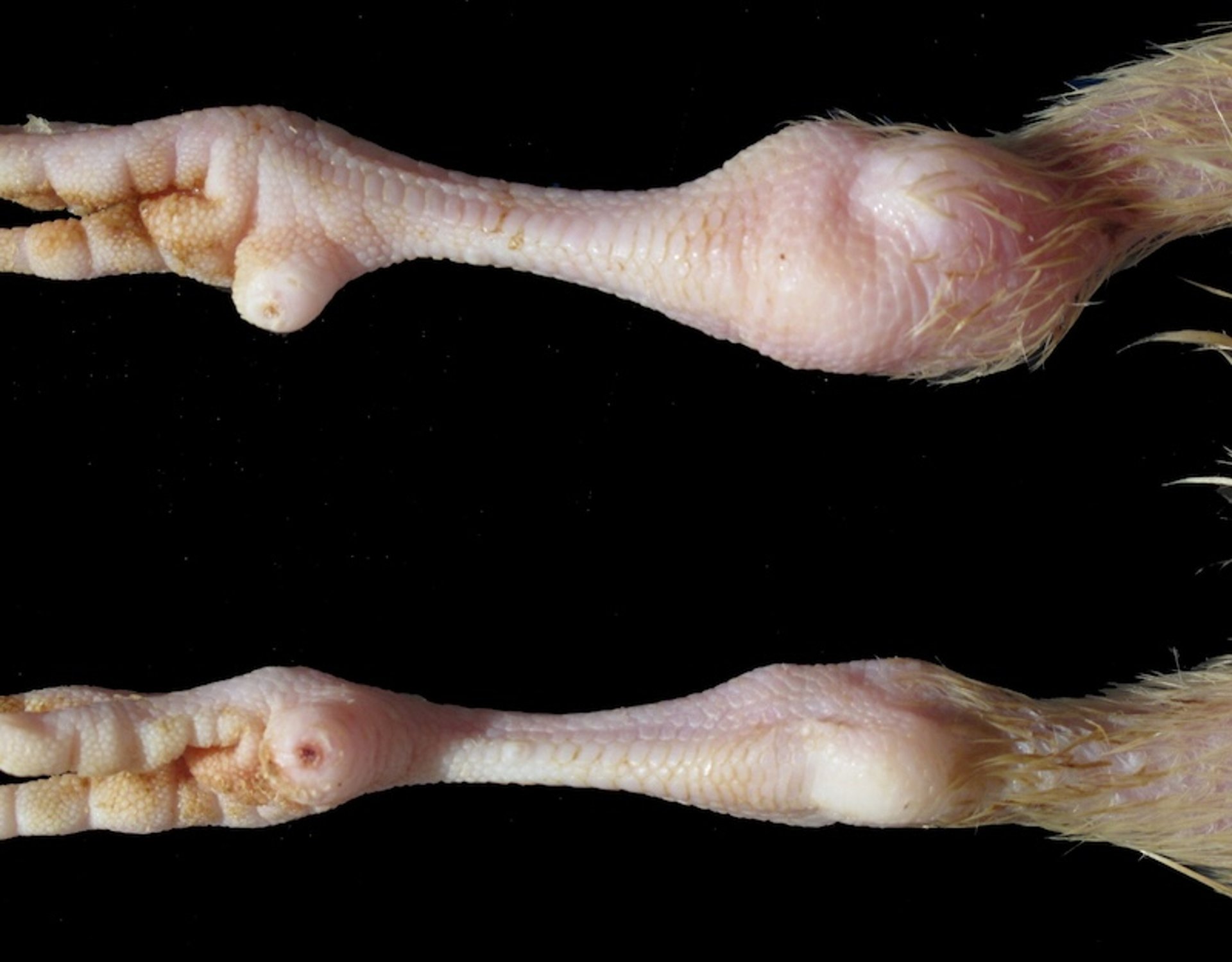 Paratyphoid infection, hock joint, turkey poults