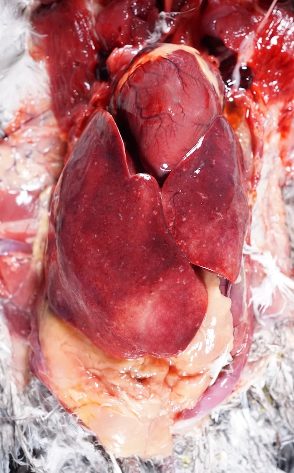 Infección paratifoidea, corazón/hígado, paloma