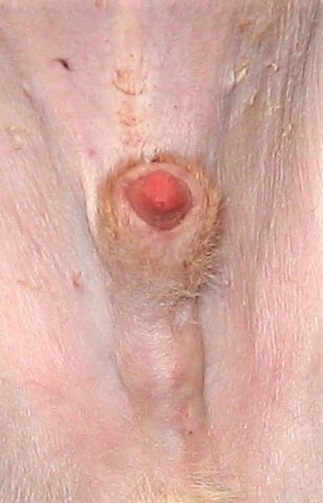 Partial phimosis, dog (preoperative)