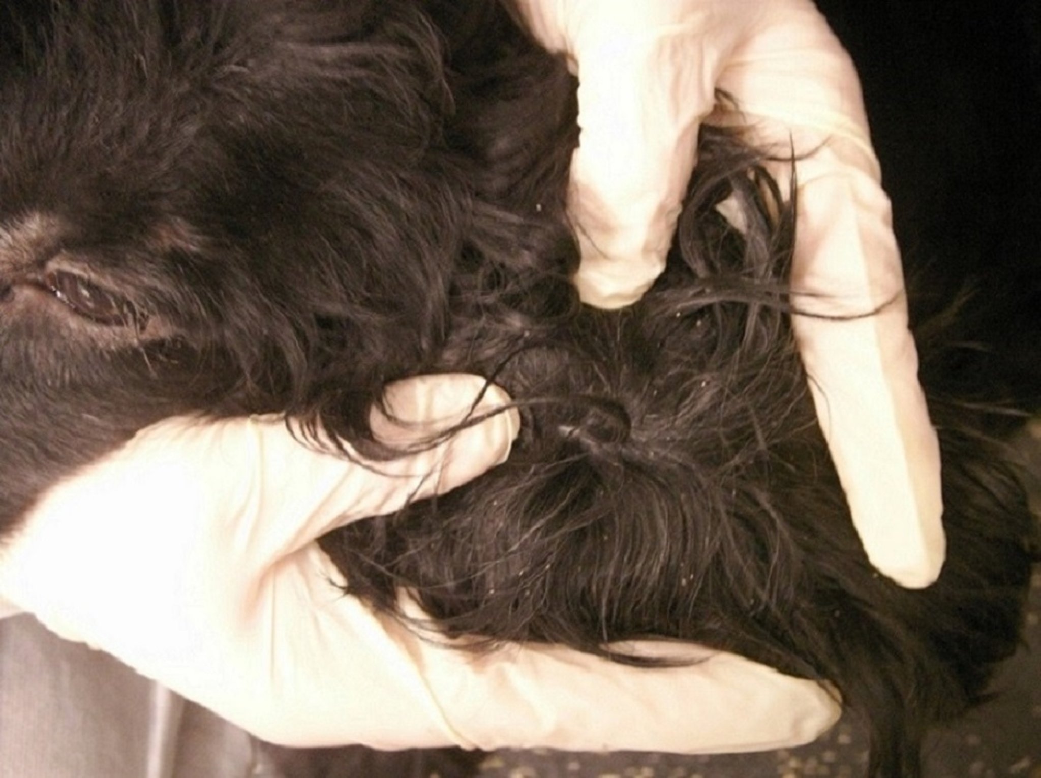 Separación del pelo para observar los piojos (<i >Trichodectes canis</i>) en un perro
