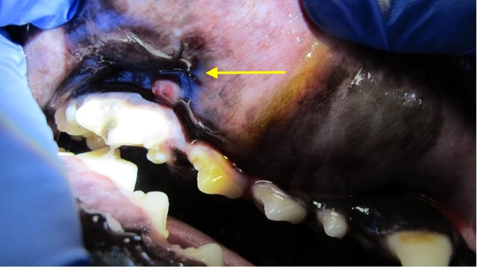 Parulis (tracto de drenaje), perro