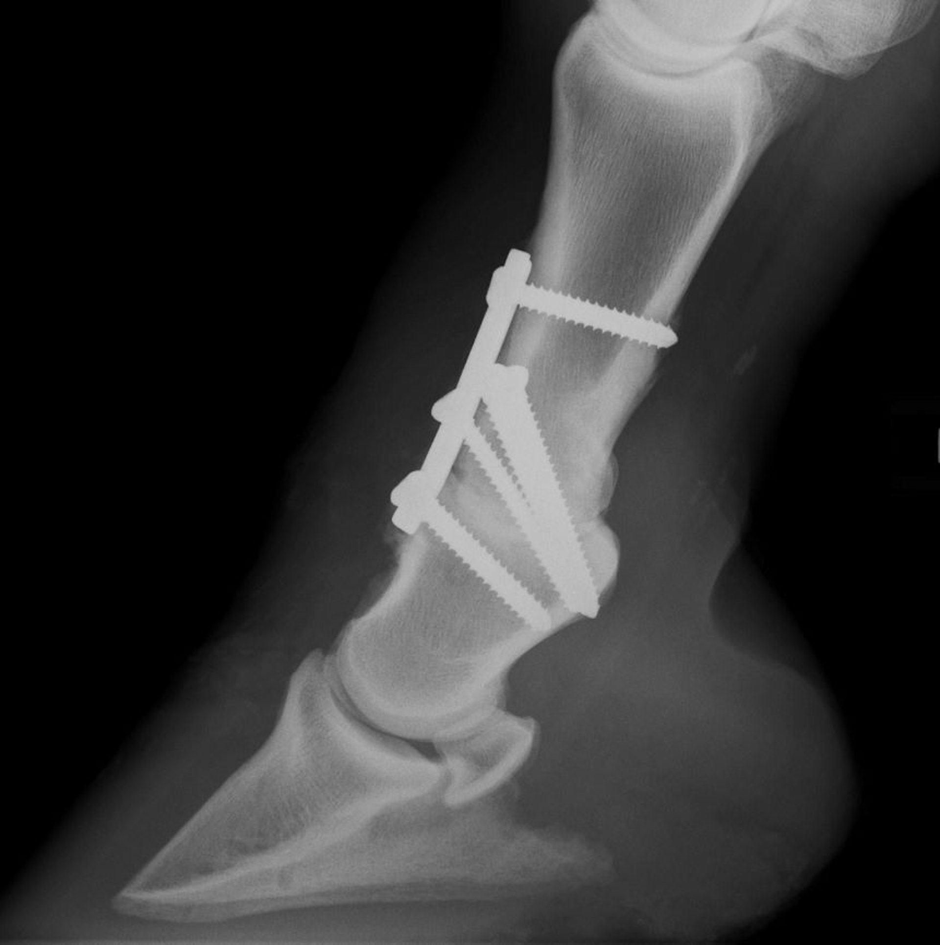 Pastern arthrodesis, radiograph, horse
