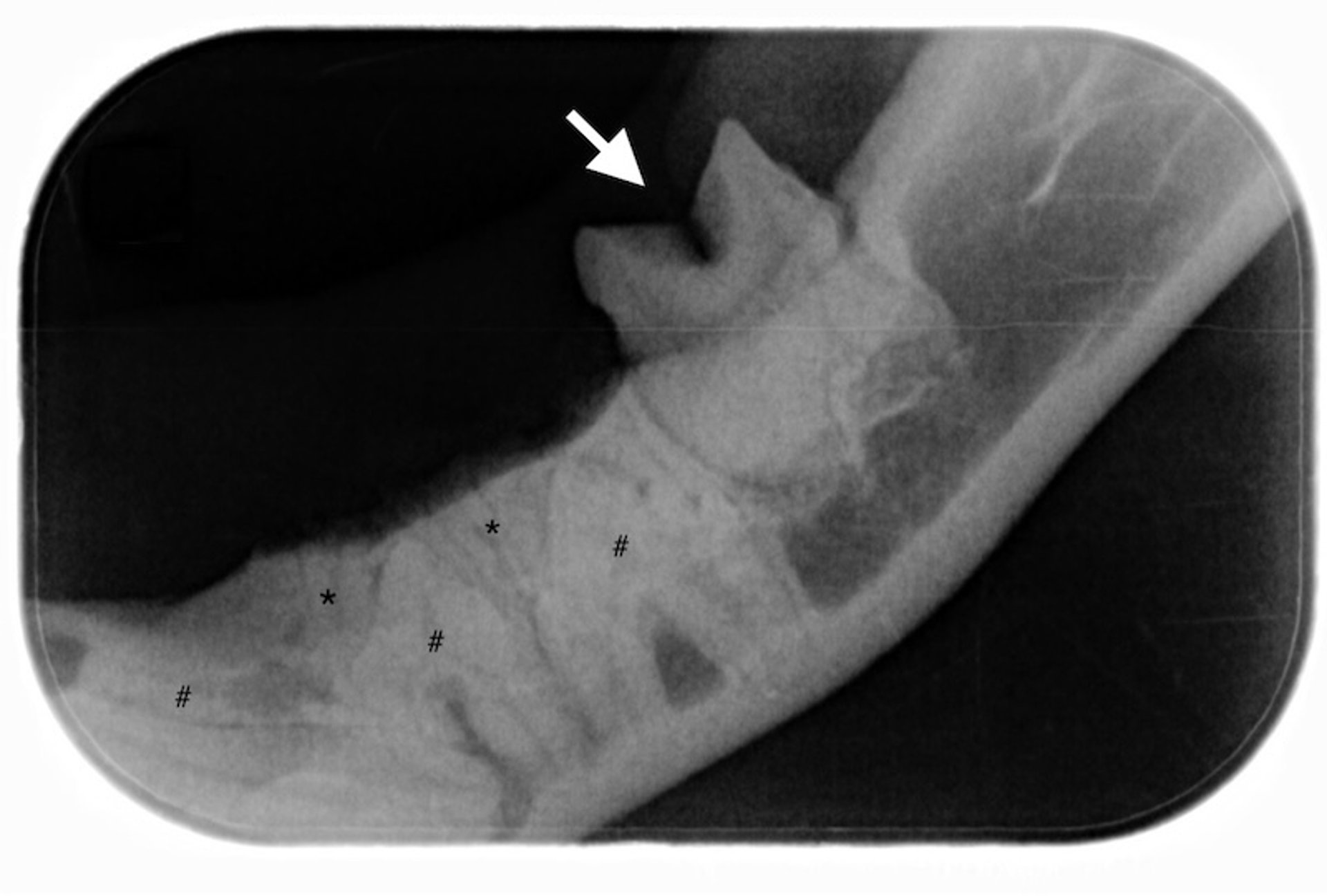 Feline patellar fracture and dental anomaly syndrome, radiograph, cat