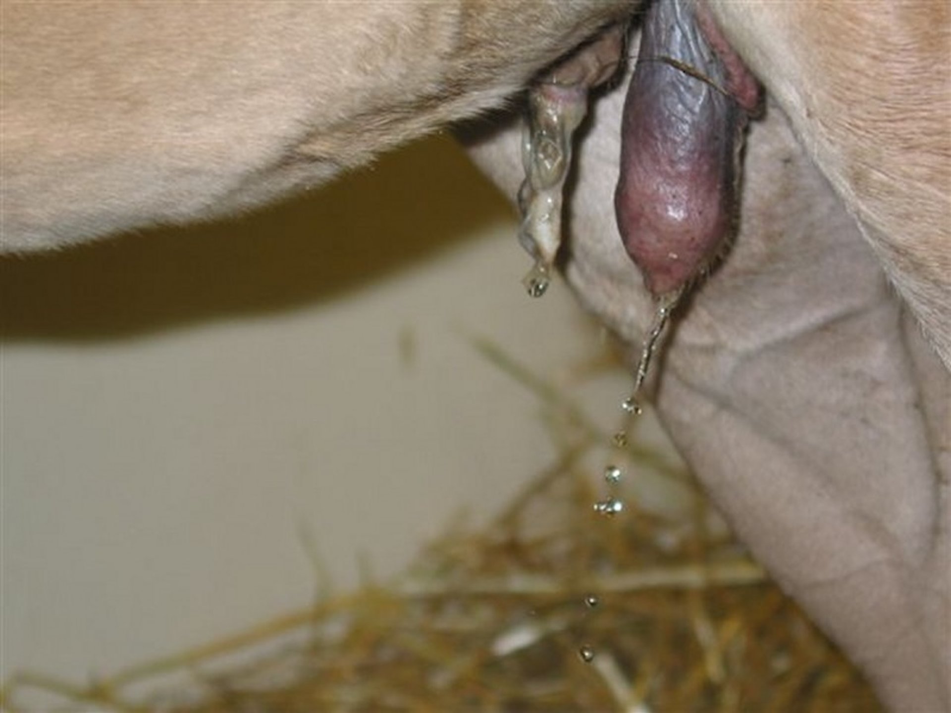 Patent urachus, foal