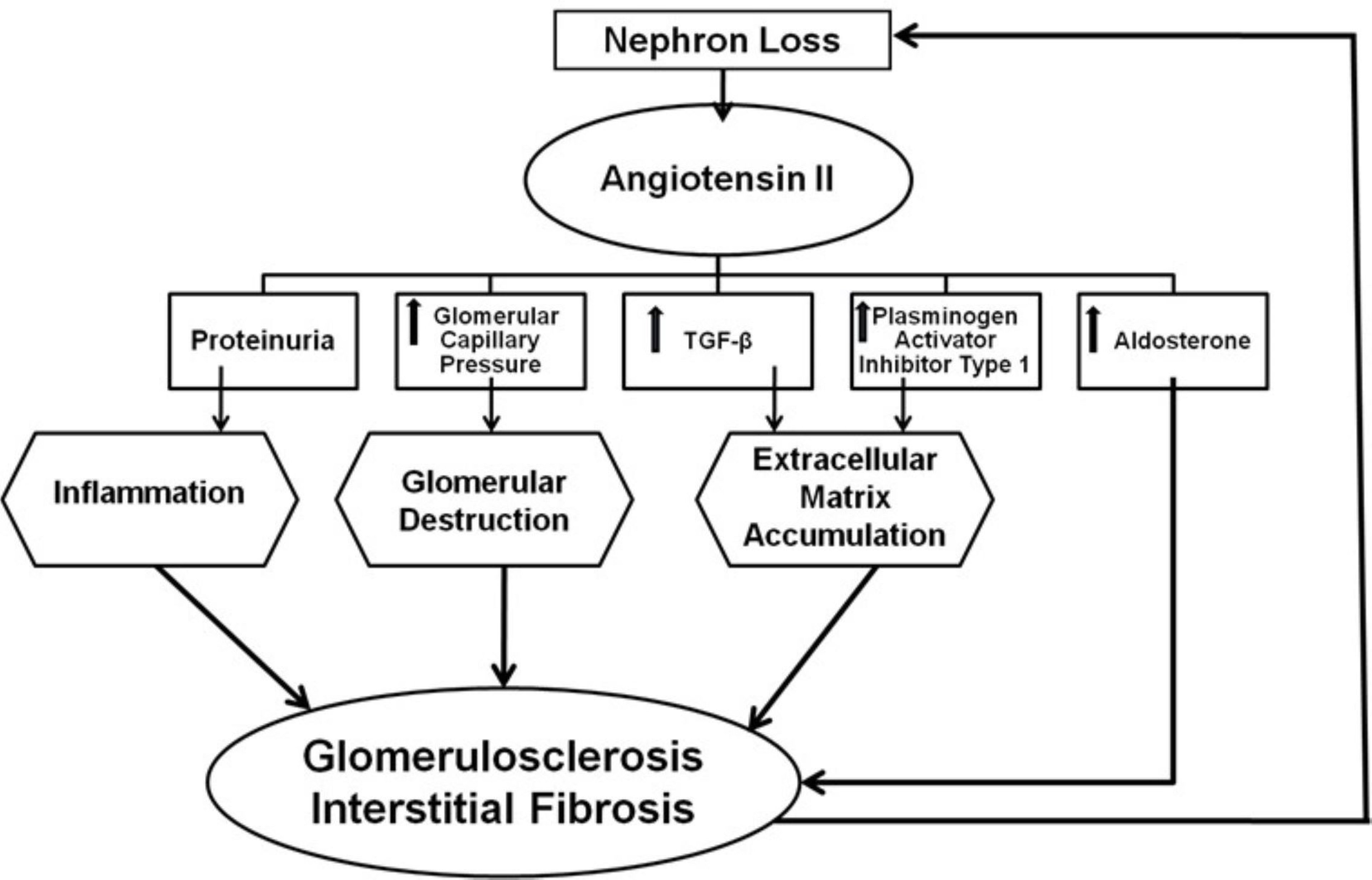Pathogenesis of glomerular disease