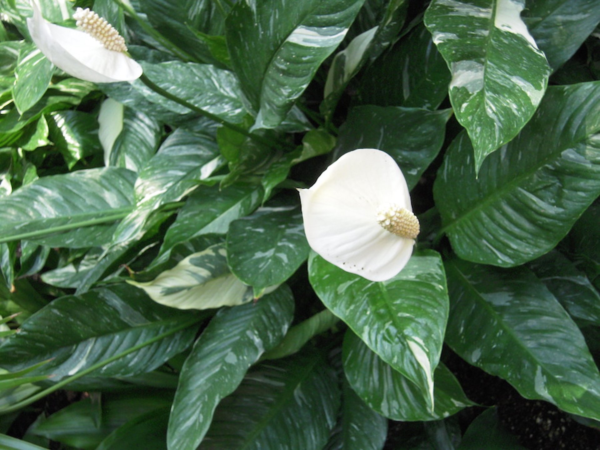 Peace lily <i >(Spathiphyllum</i> spp)