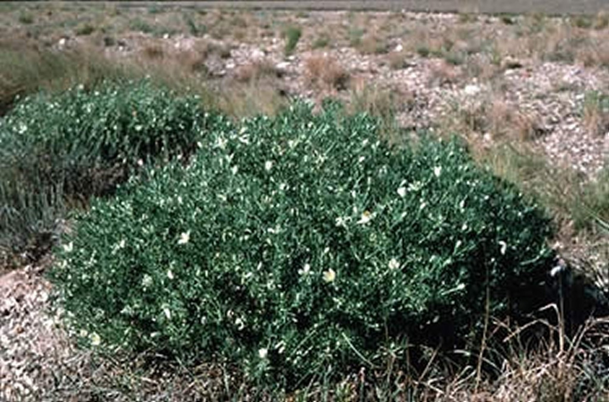 <i >Peganum harmala</i> (ruda siria)