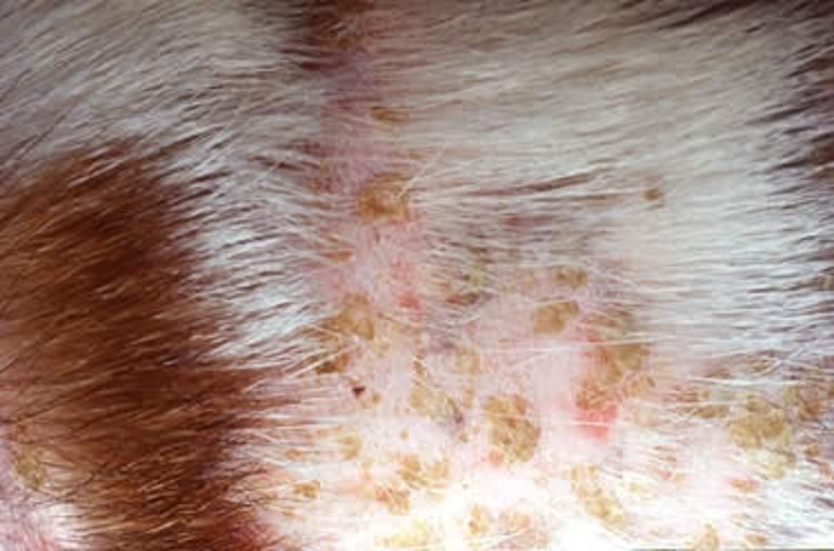 Image:Pemphigus foliaceus, dog-Merck Veterinary Manual