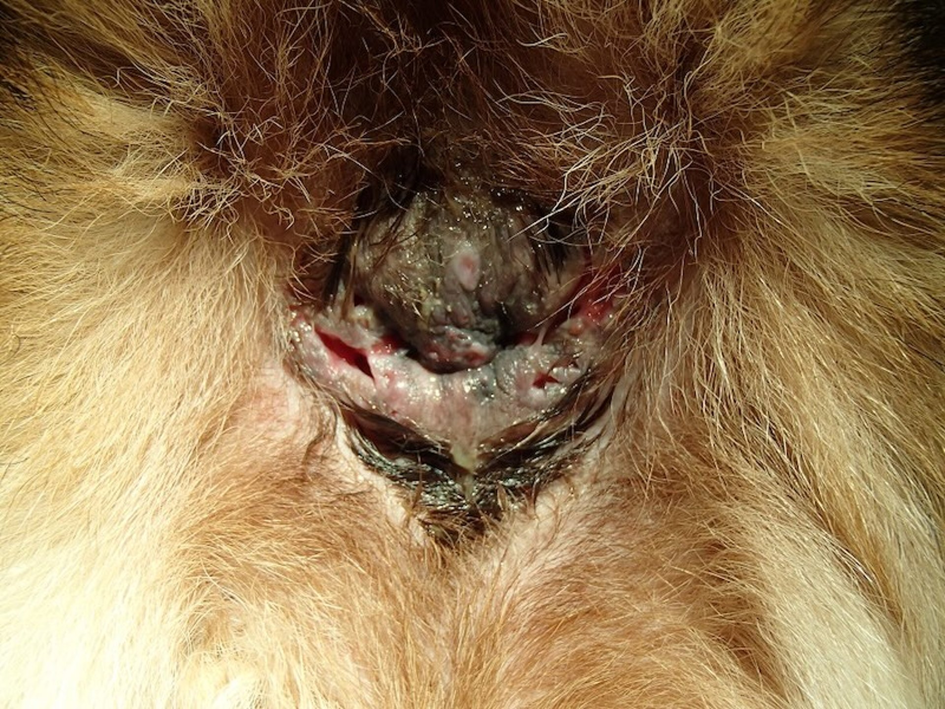 Fístula perianal, cão