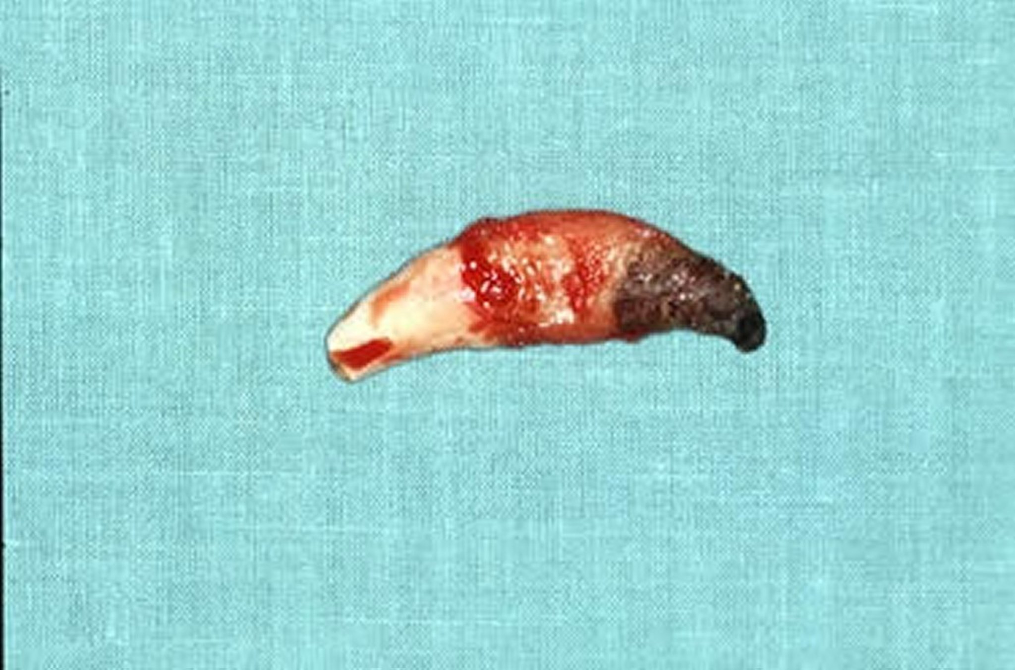 Periapical lesion, dog