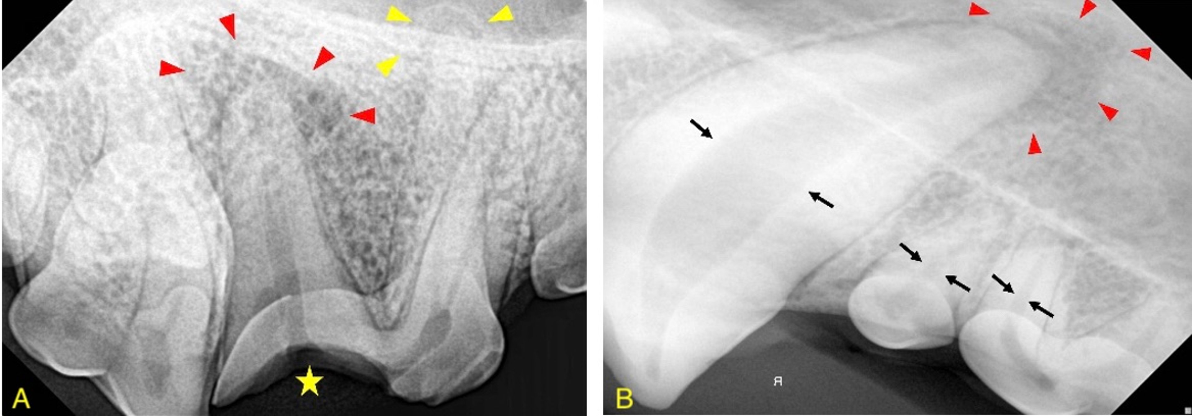 Periapical lucency, dog