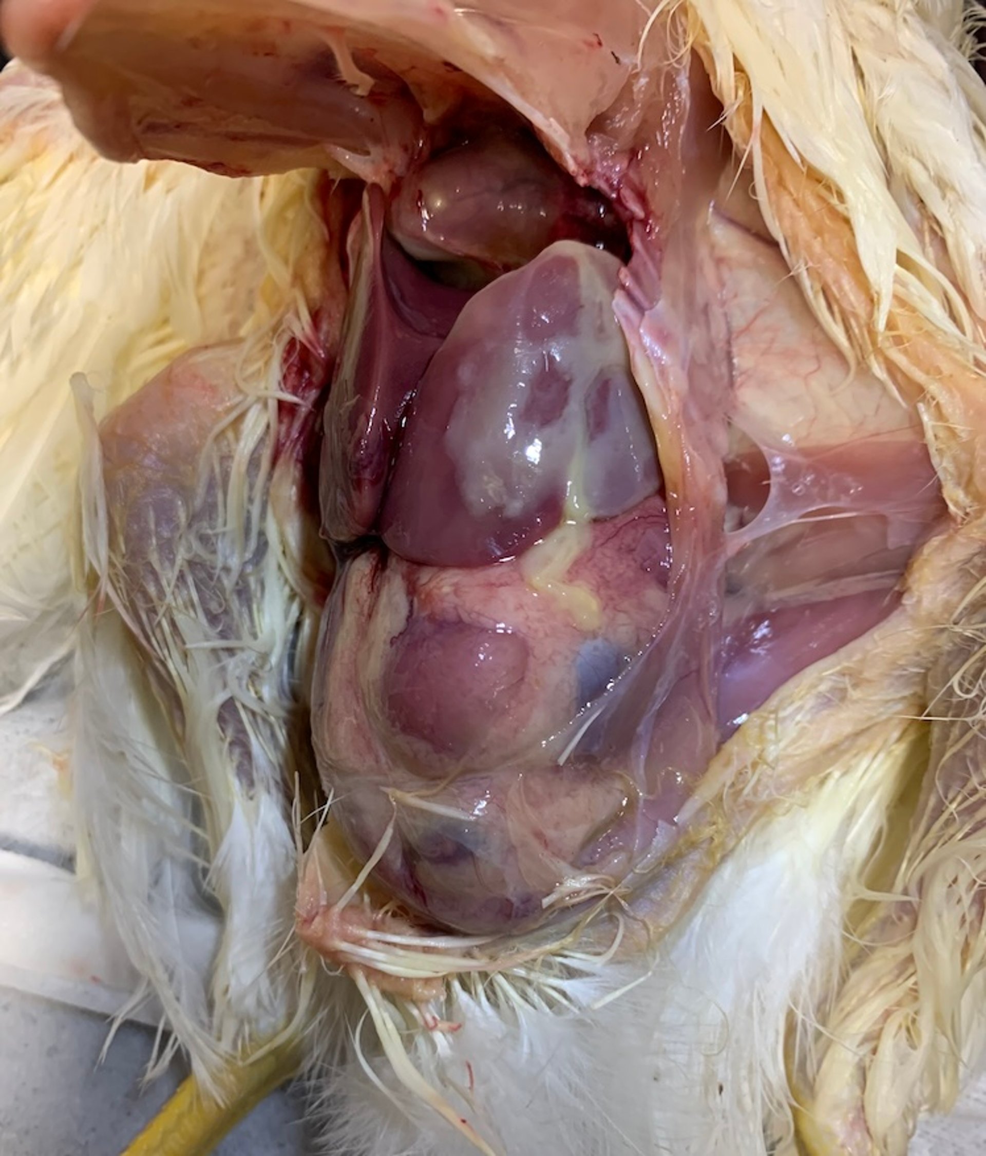 Perihepatitis, chicken