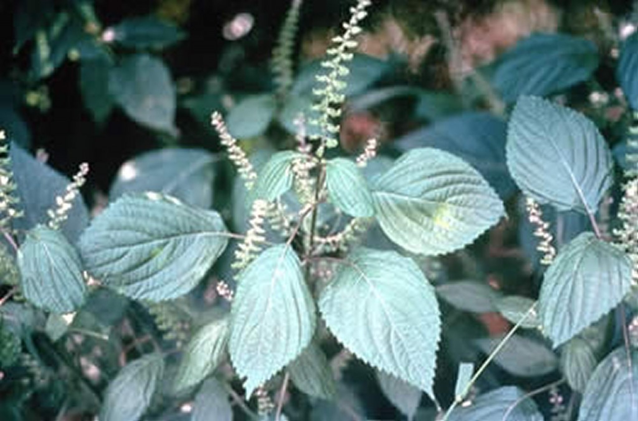 <i >Perilla frutescens</i> (menta de perilla, albahaca japonesa, cóleo silvestre)