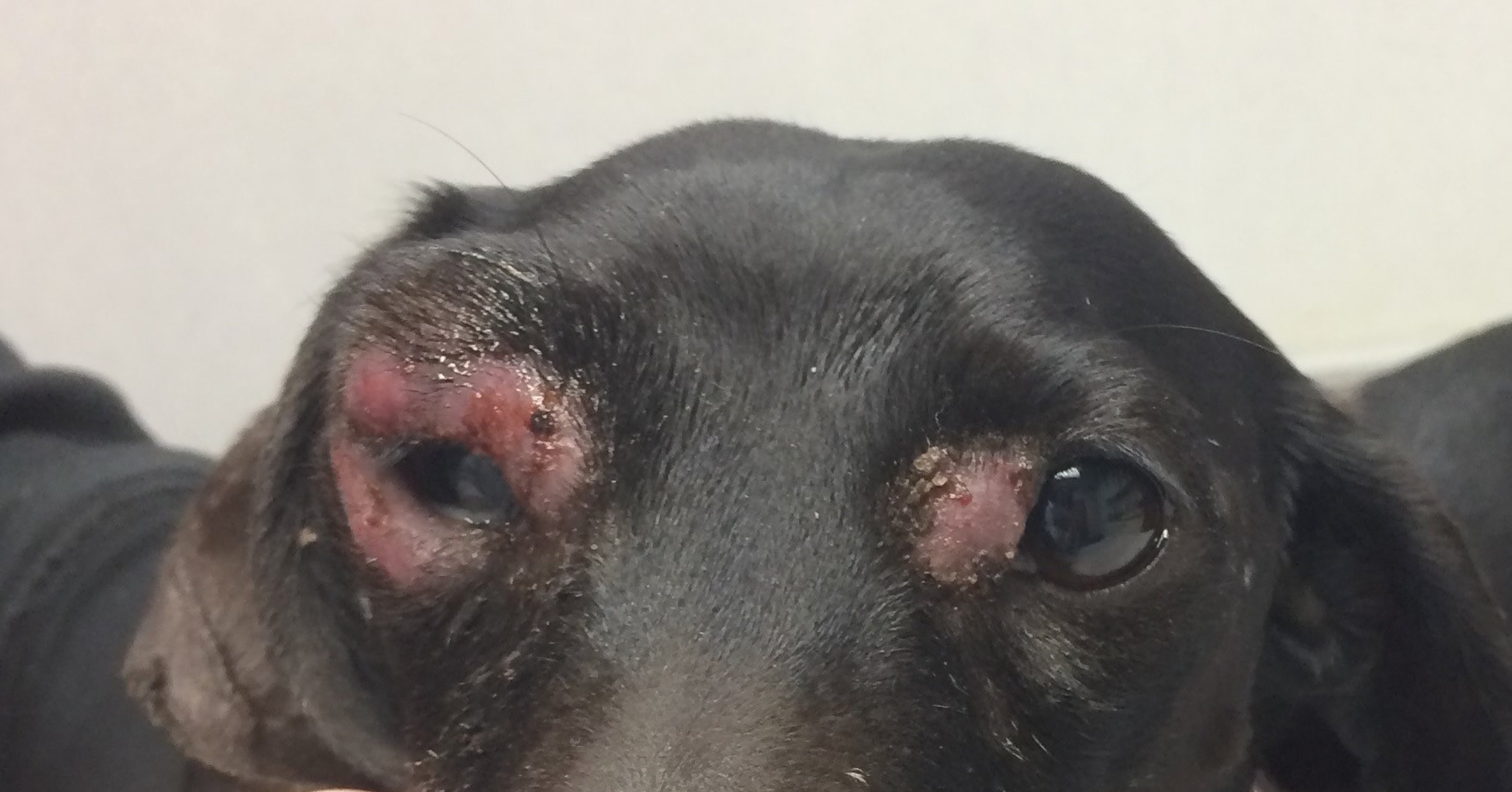 Urticaria, perro