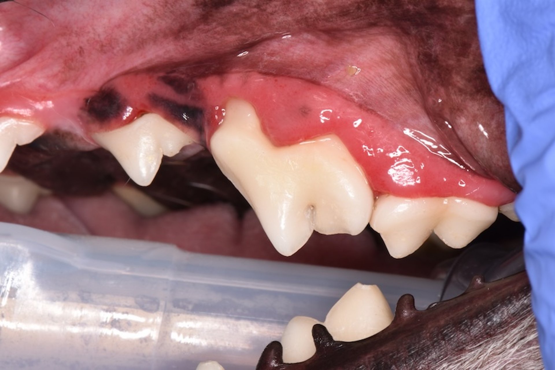 Periodontitis, gato