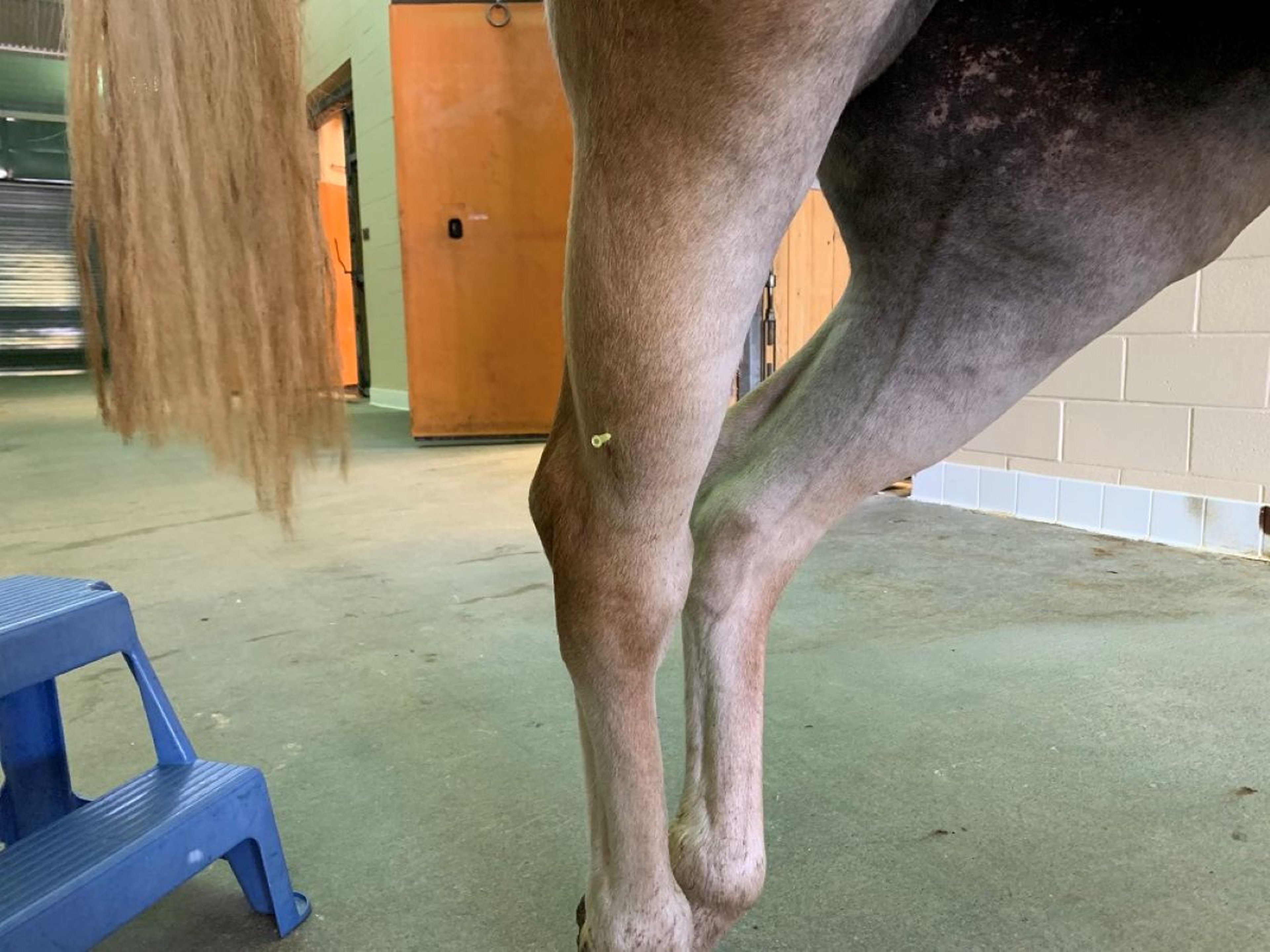 Peroneal nerve block, horse