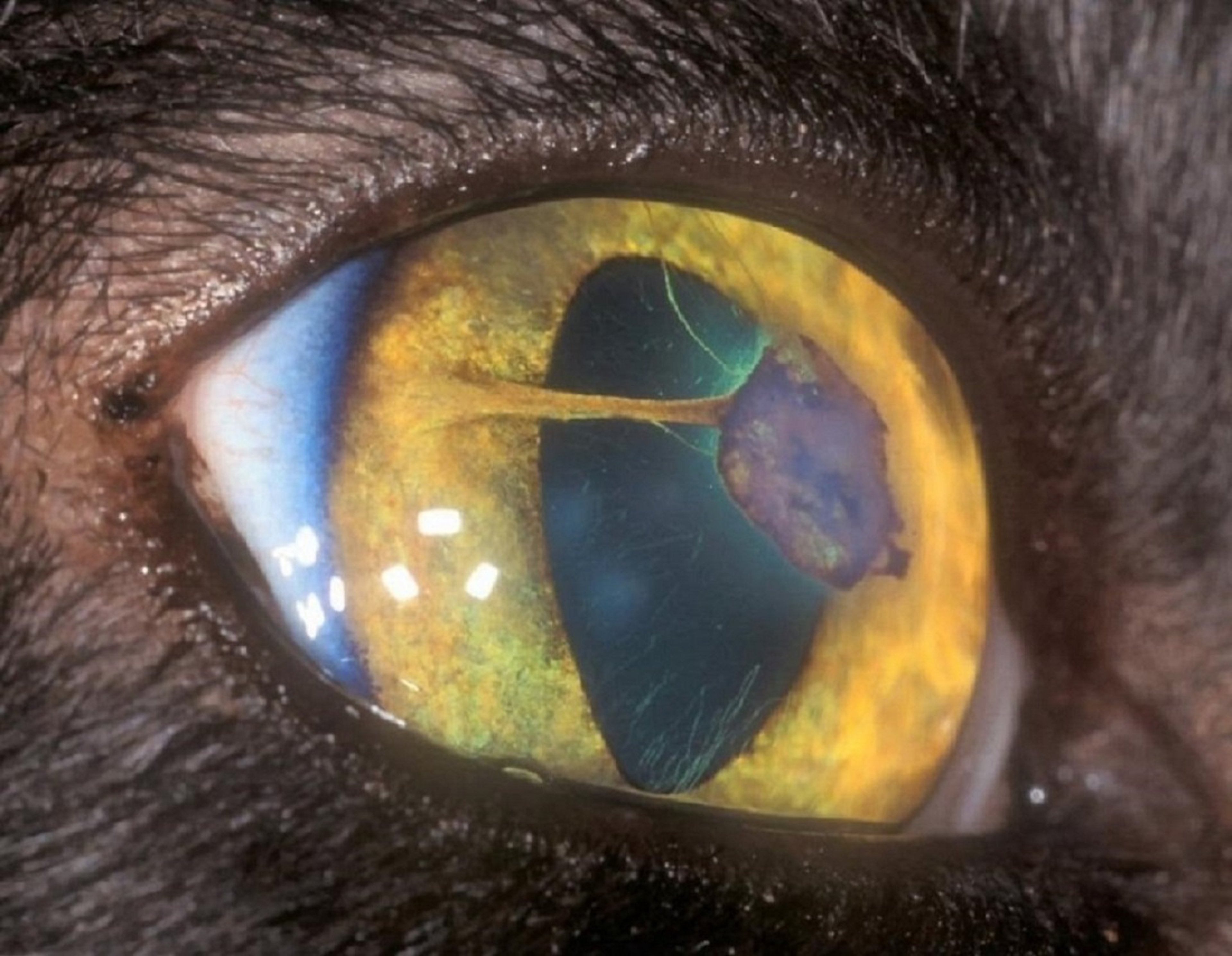 Membranas pupilares persistentes, gato