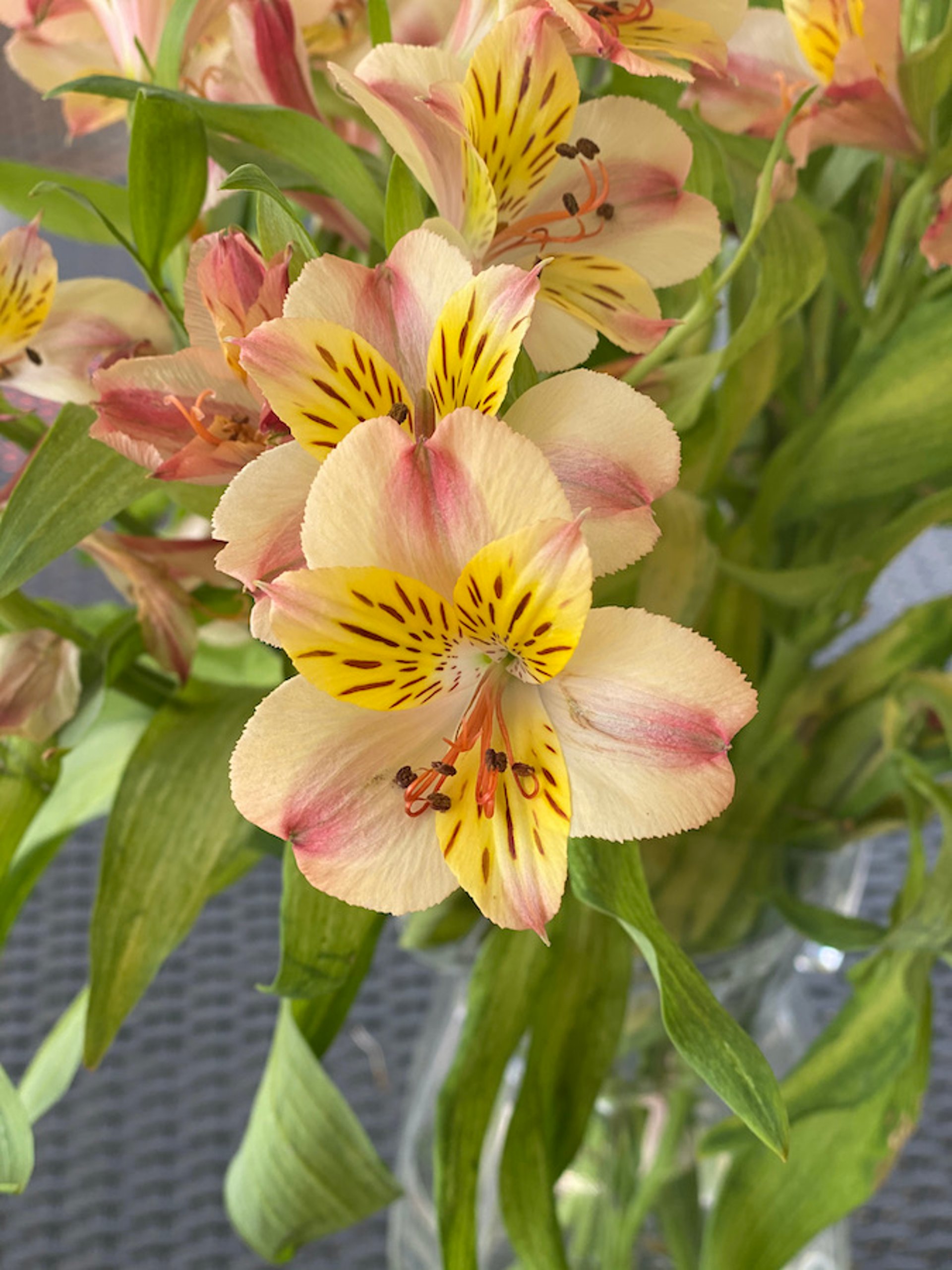 Peruvian lily (<i >Alstroemeria</i> spp)