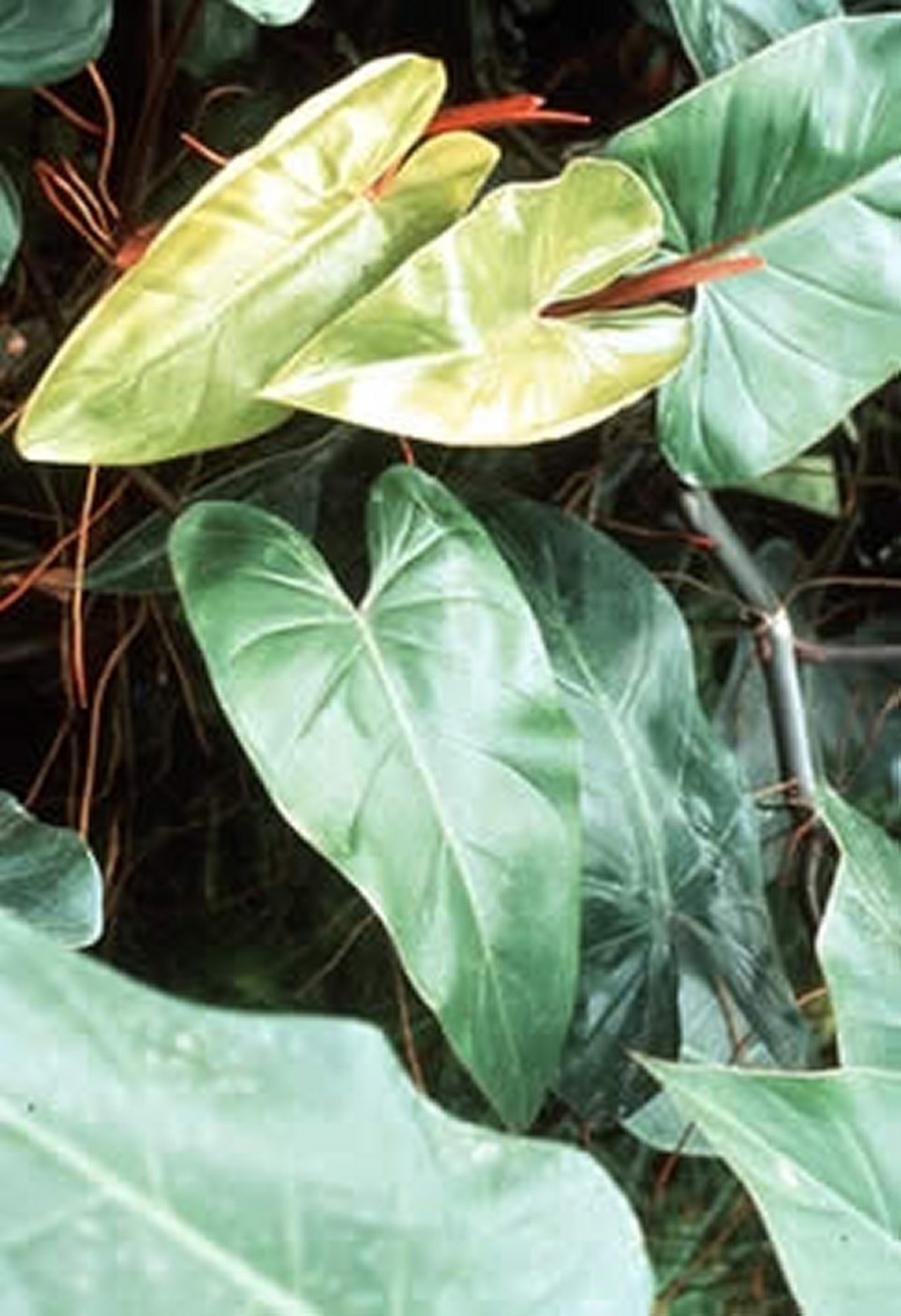 Philodendron spp (Philodendron), Red Princess variety