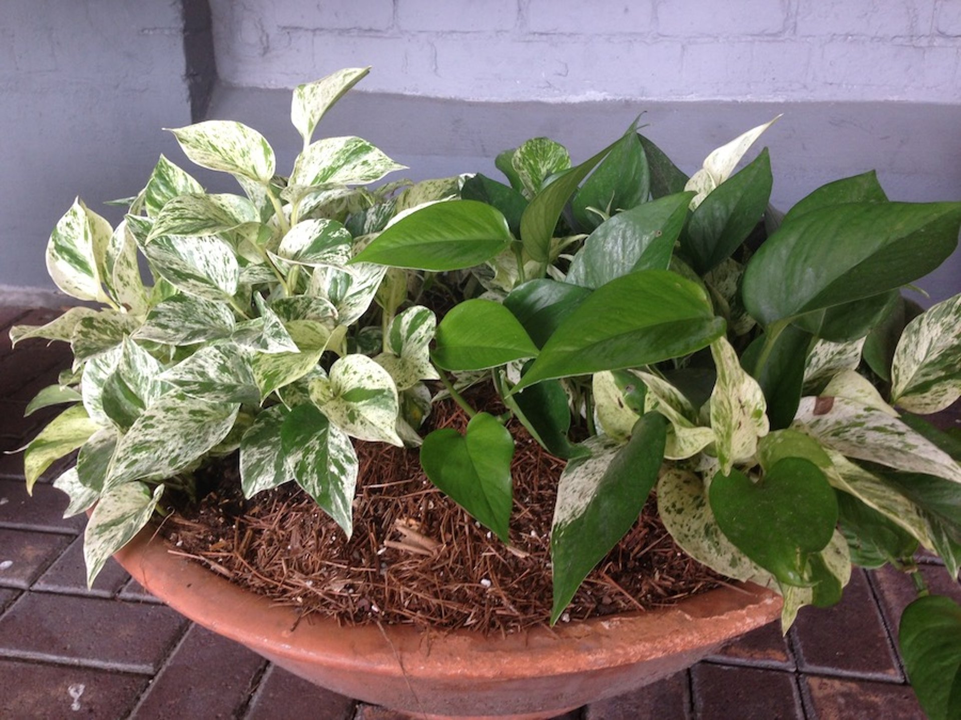 Philodendron vines <i >(Philodendron</i> spp)