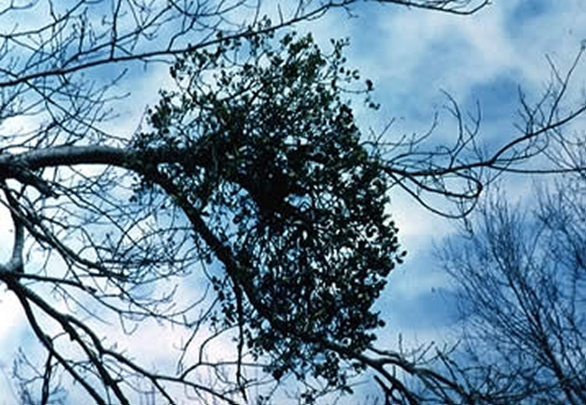 Phoradendron (muérdago)