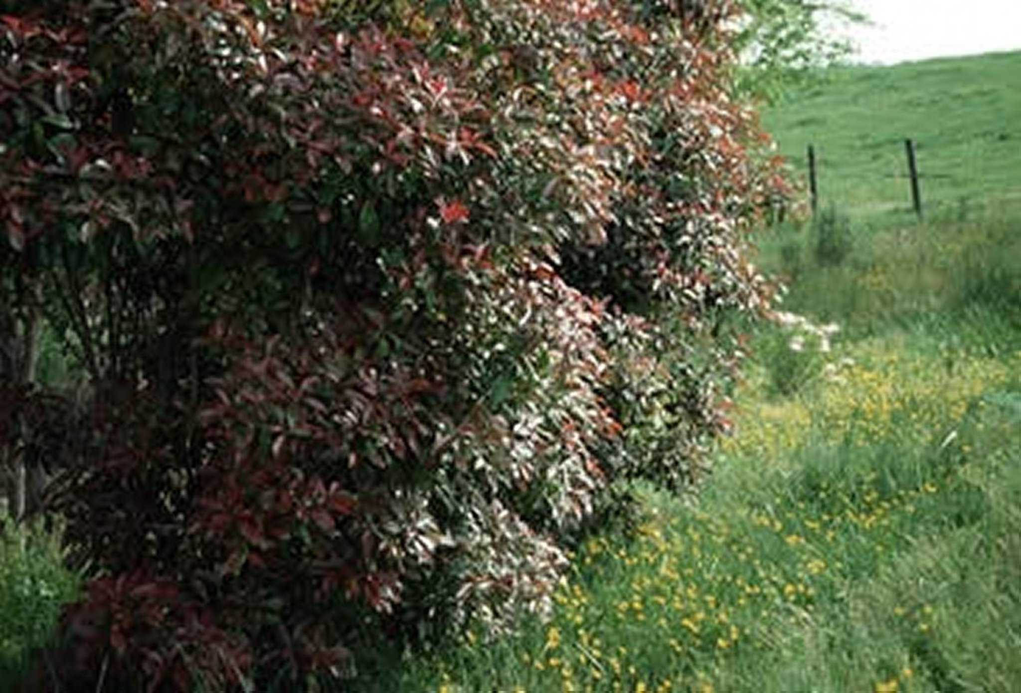 <i >Photinia</i> spp (fotinia de punta roja)