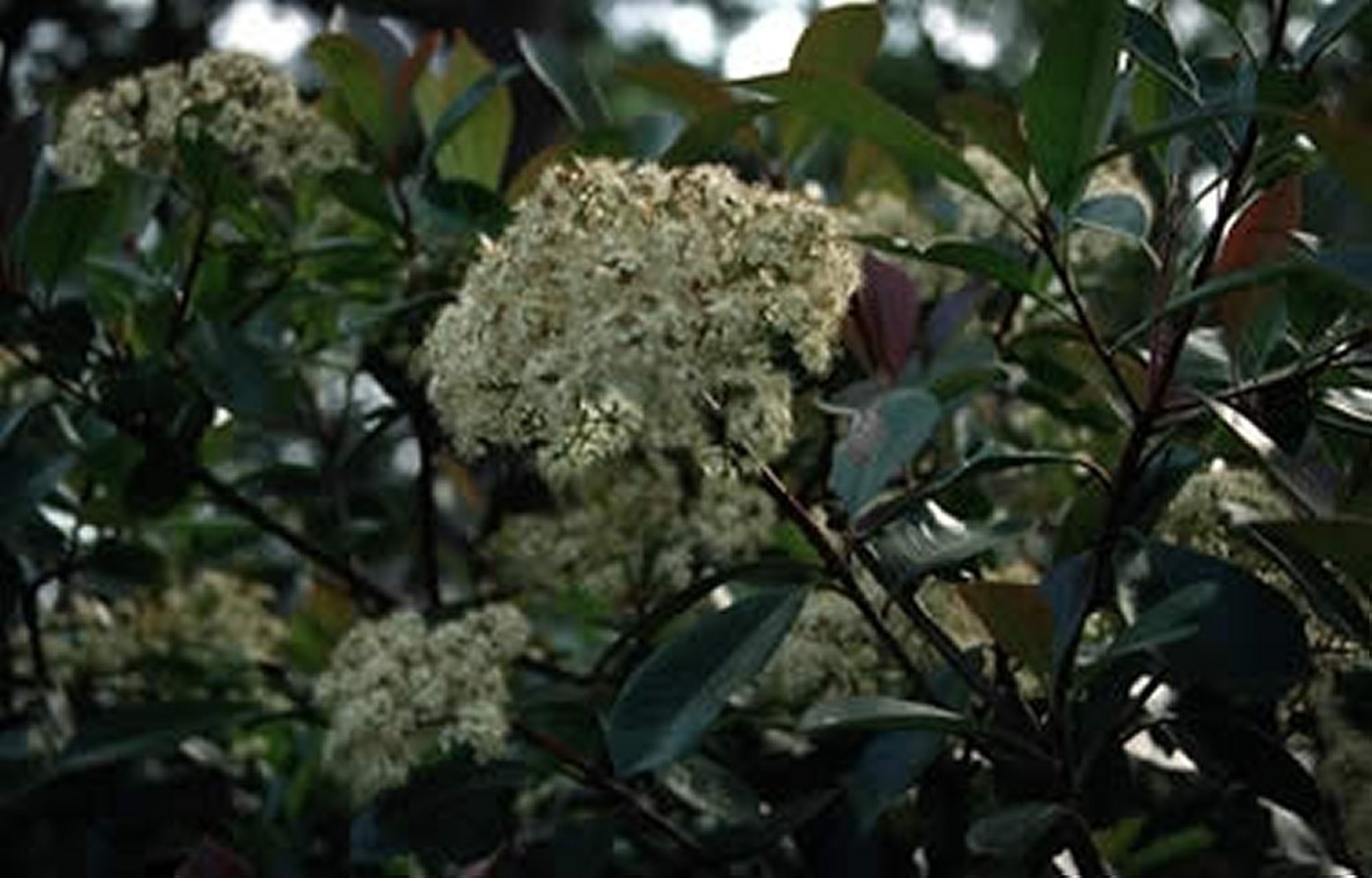 <i >Photinia</i> spp (fotinia de punta roja), flor