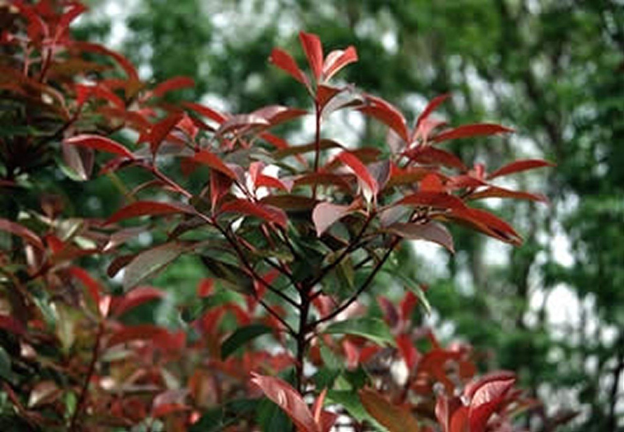 <i >Photinia</i> spp (Red Tip Photinia), young plant