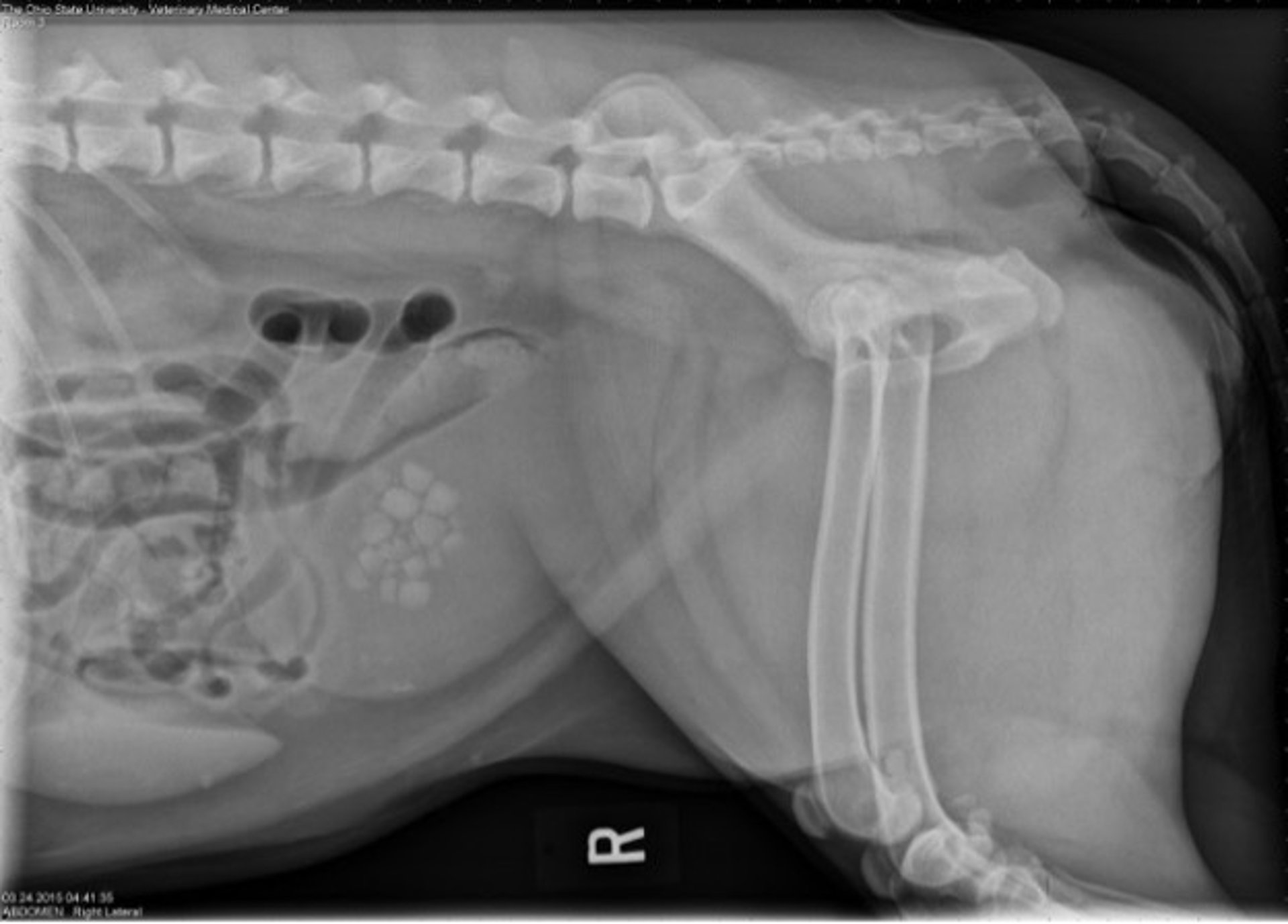 Hiperparatiroidismo primario con cálculos en la vejiga de la orina, perro