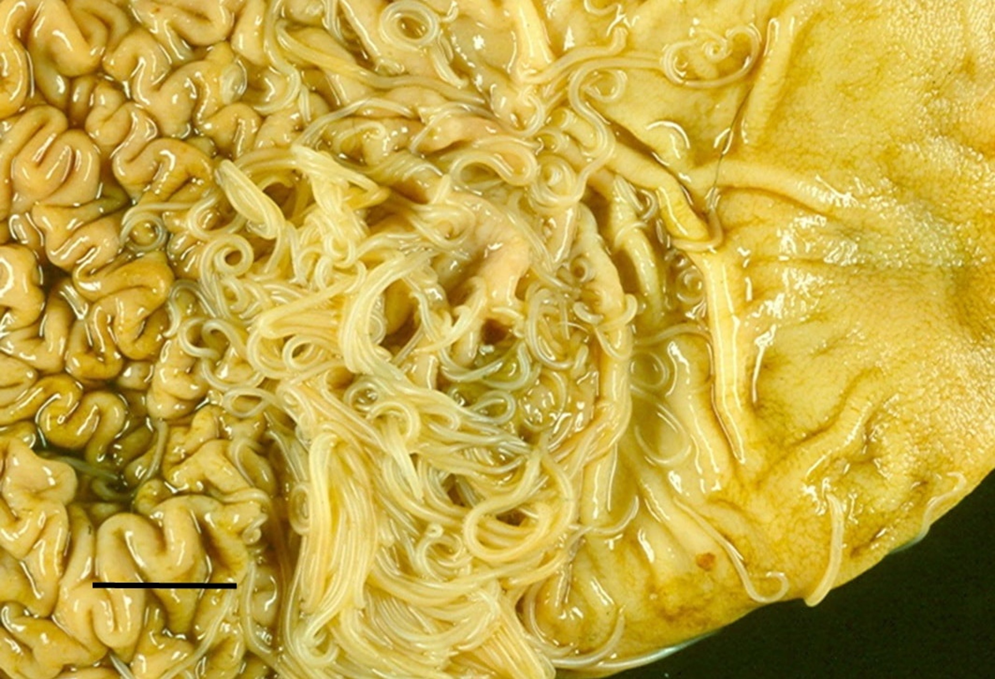 Adulto de <i >Physaloptera</i> spp, estómago, perro