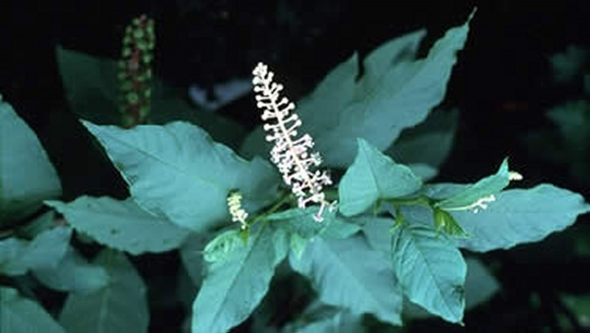 <i >Phytolacca americana</i> (Pokeweed, Poke), close-up