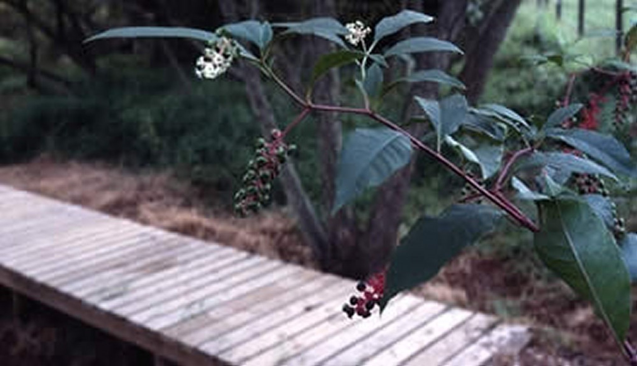 <i >Phytolacca americana</i> (Pokeweed, Poke)