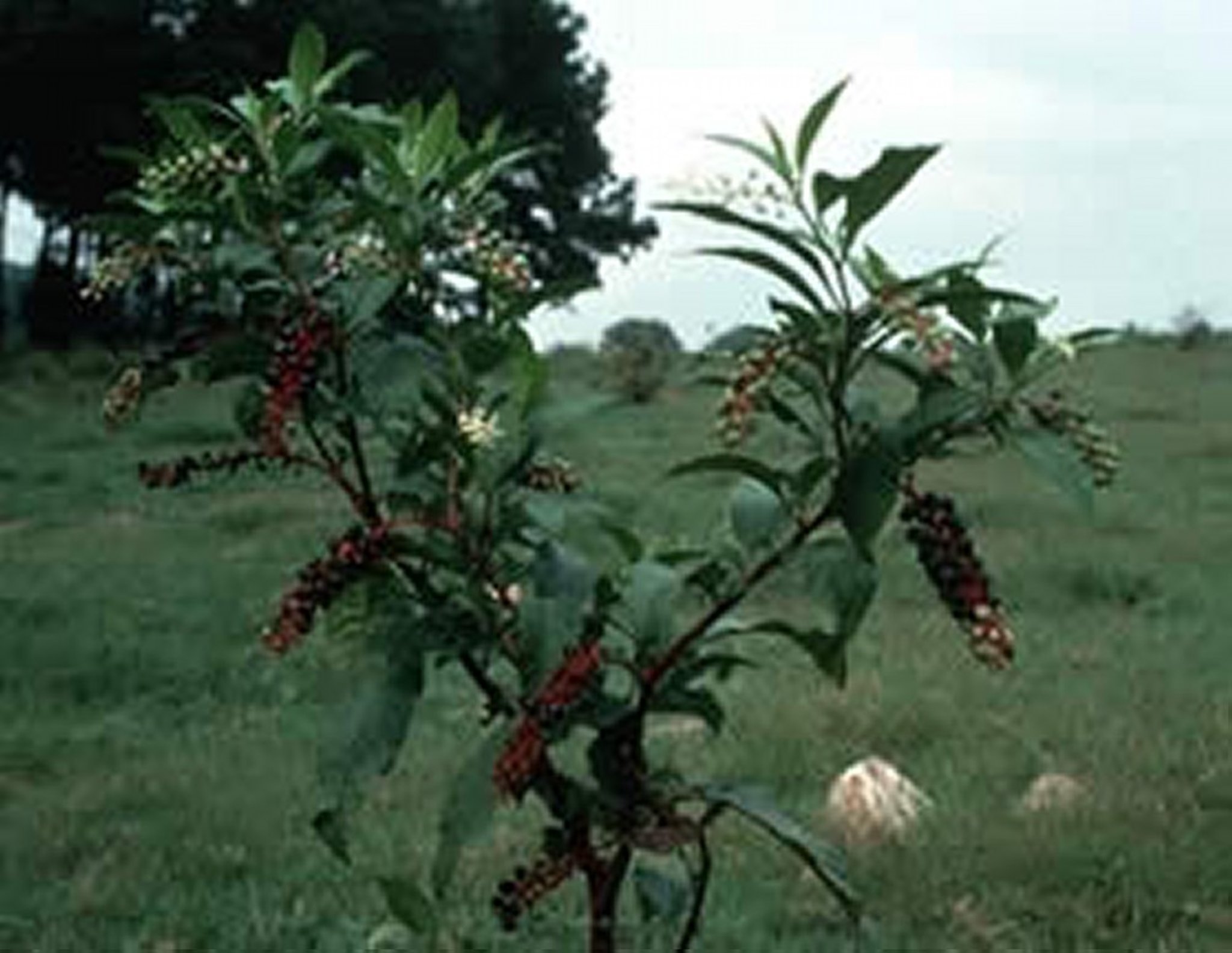 <i >Phytolacca americana</i> (hierba carmín, hierba de la oblea), planta con flores