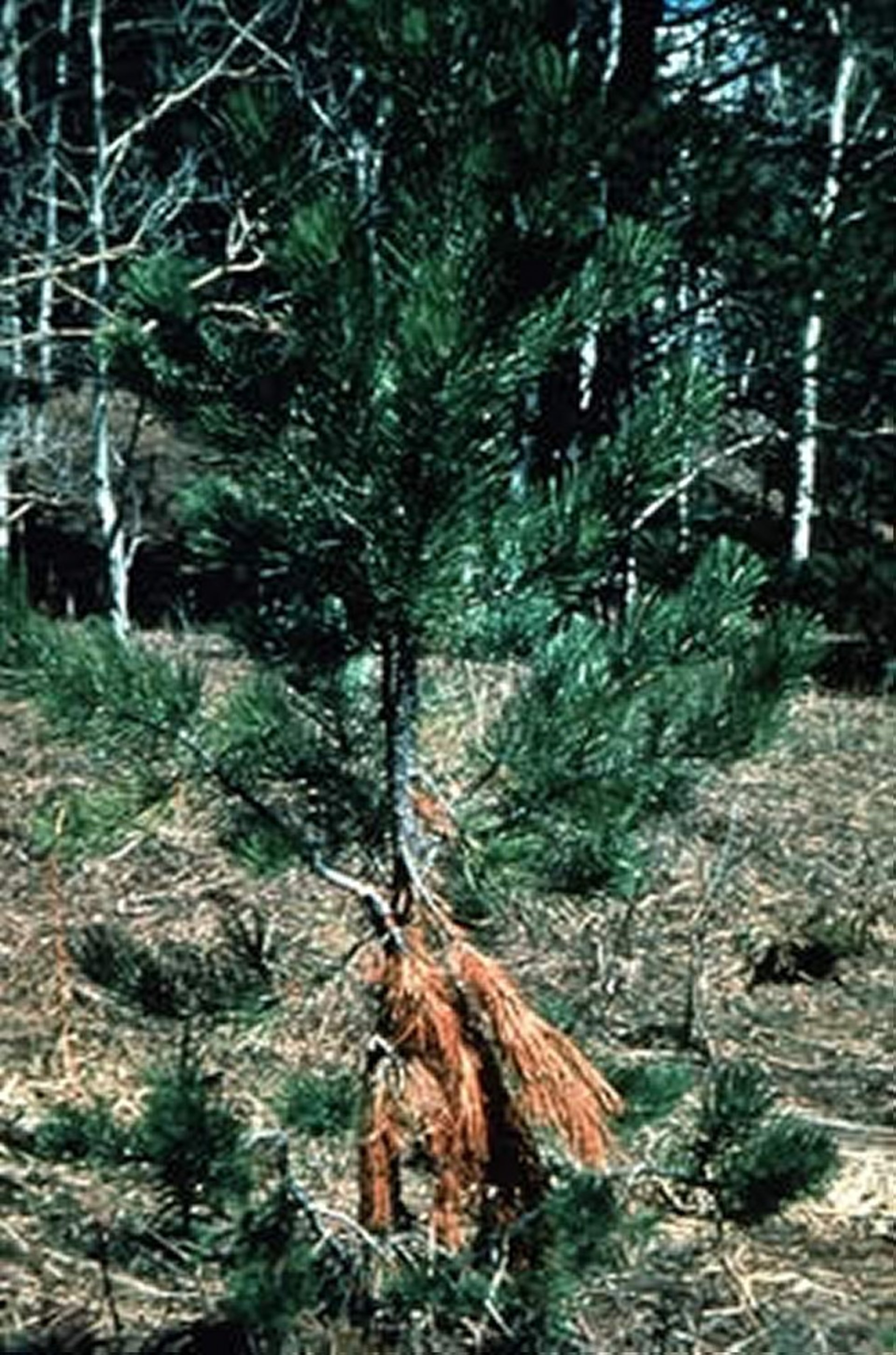 <i >Pinus ponderosa</i> (Ponderosa Pine)