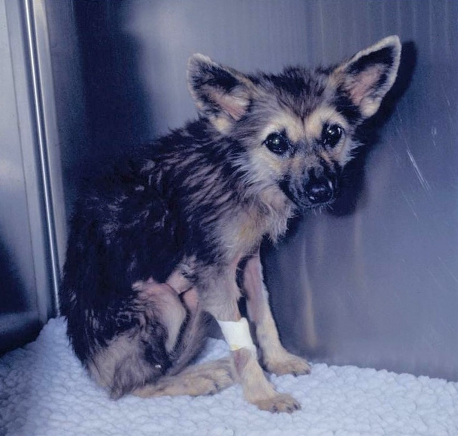 Nanismo hipofisário, pastor alemão