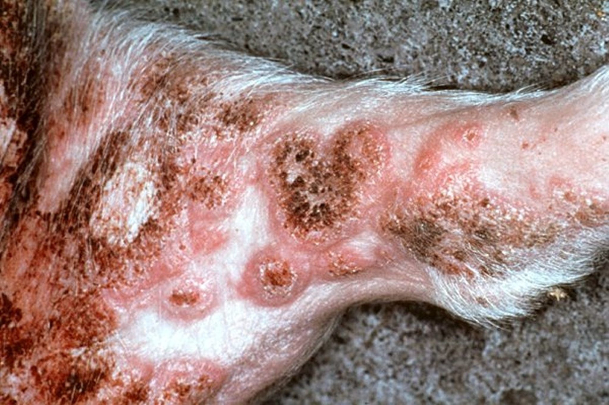 Lesiones de pitiriasis rosada, extremidad posterior, cerdo