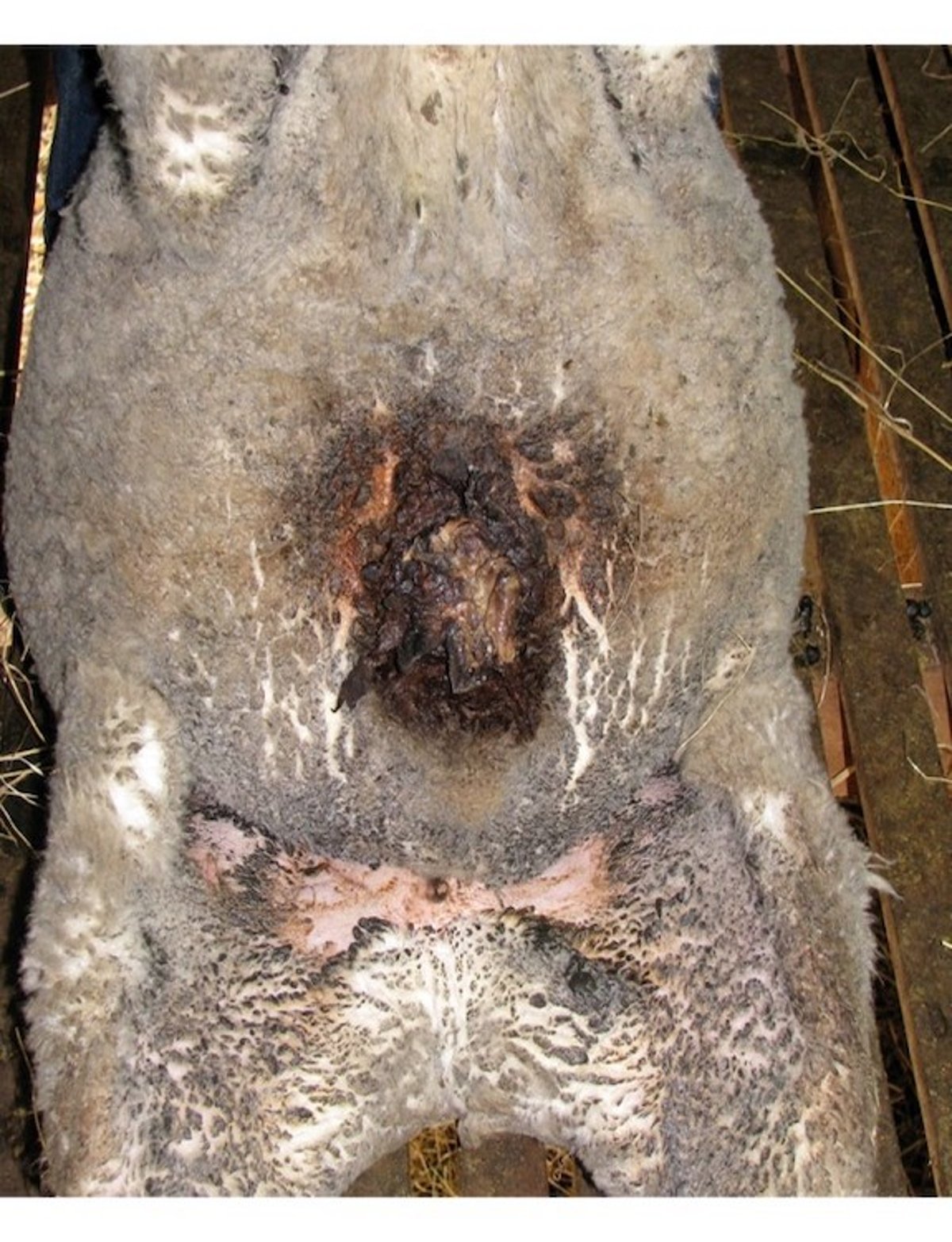 Pudrición de la espinilla