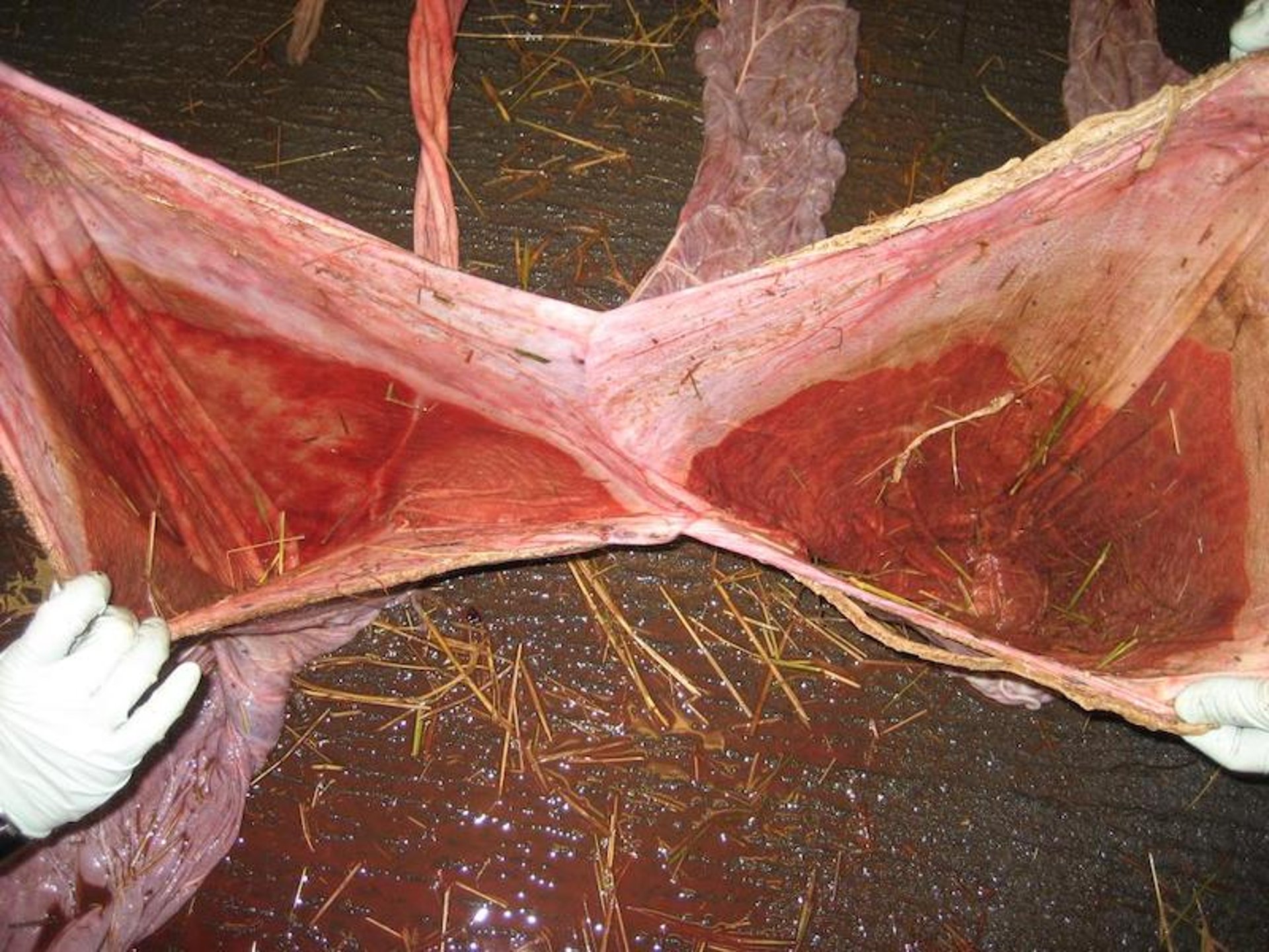 Placenta de un aborto gemelar, yegua