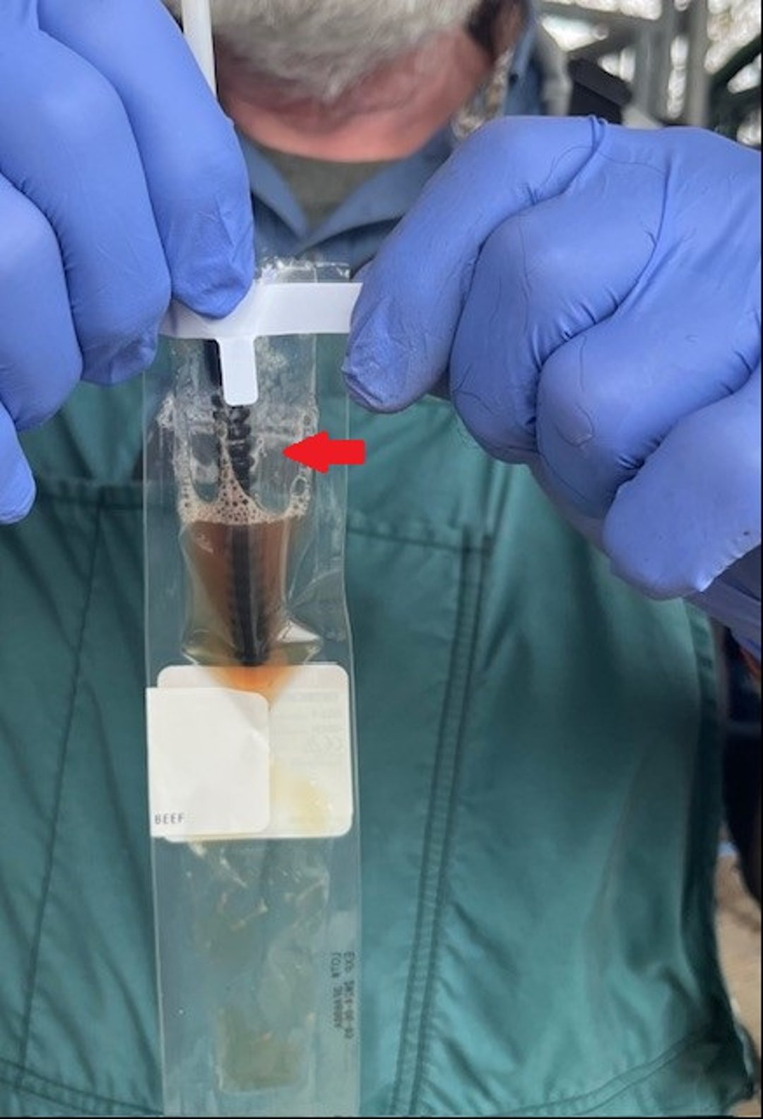 Placing the preputial sample in transport medium