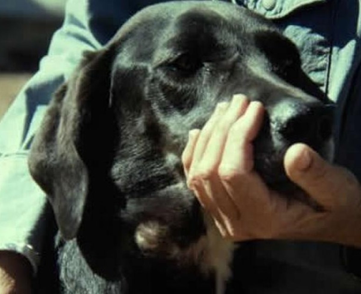 Peste bubónica, perro