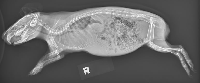 Infectious Diseases of Guinea Pigs - Exotic and Laboratory Animals ...