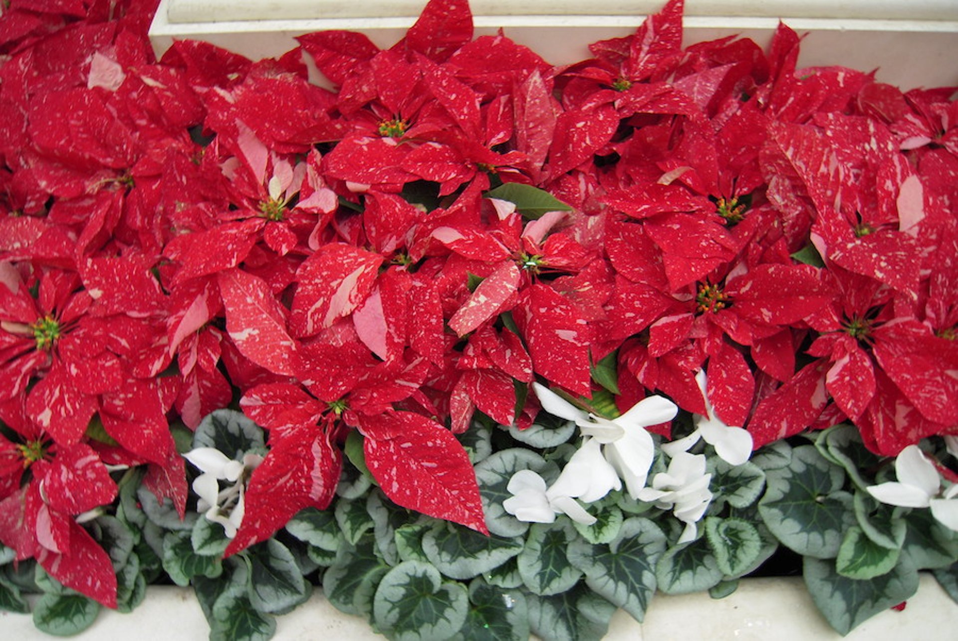 Poinsettias, red (<i >Euphorbia pulcherrima</i>)