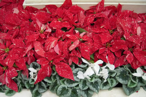 Poinsettia, roja (Euphorbia pulcherrima)