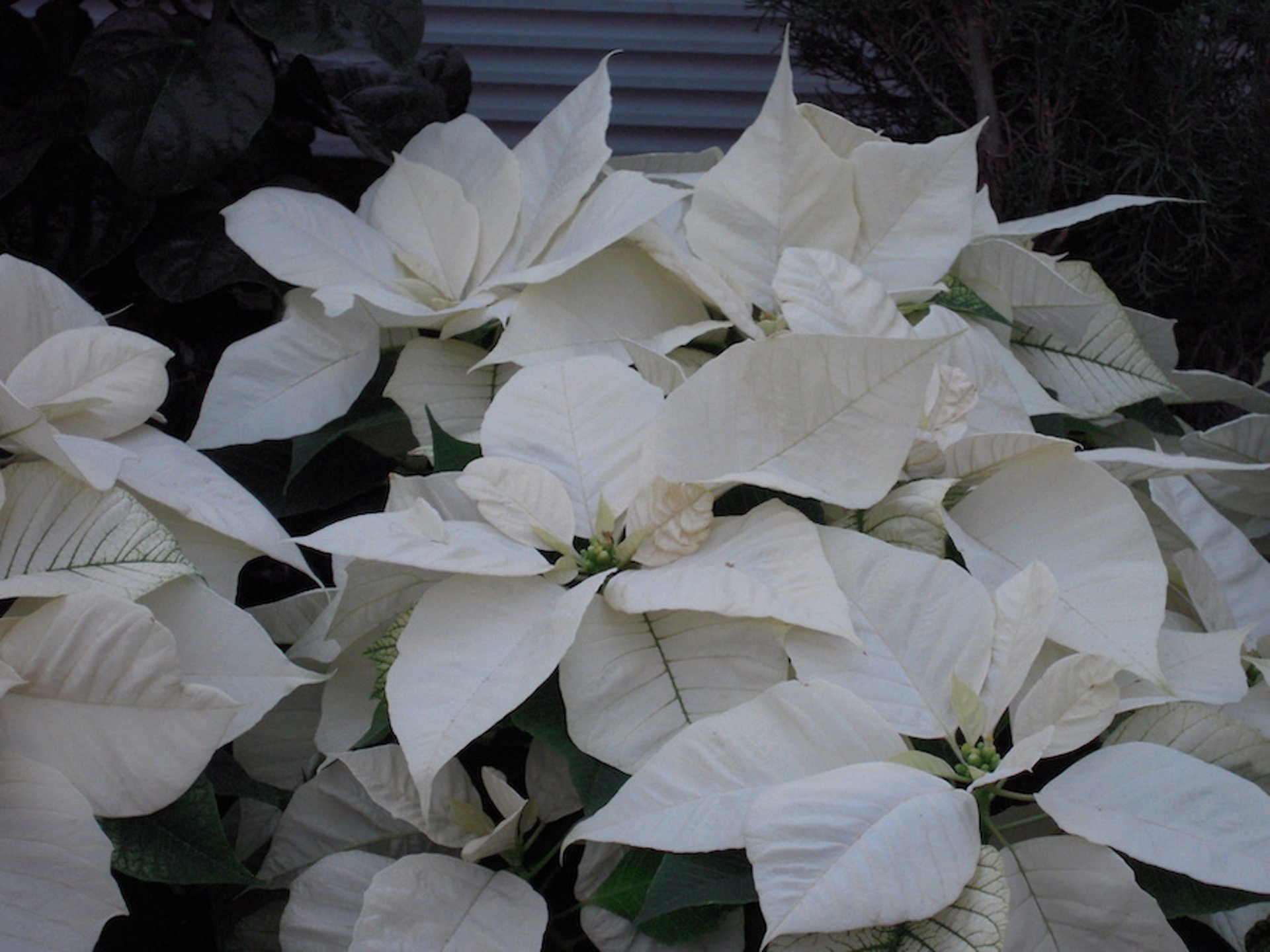 Poinsettia, white (<i >Euphorbia pulcherrima</i>)