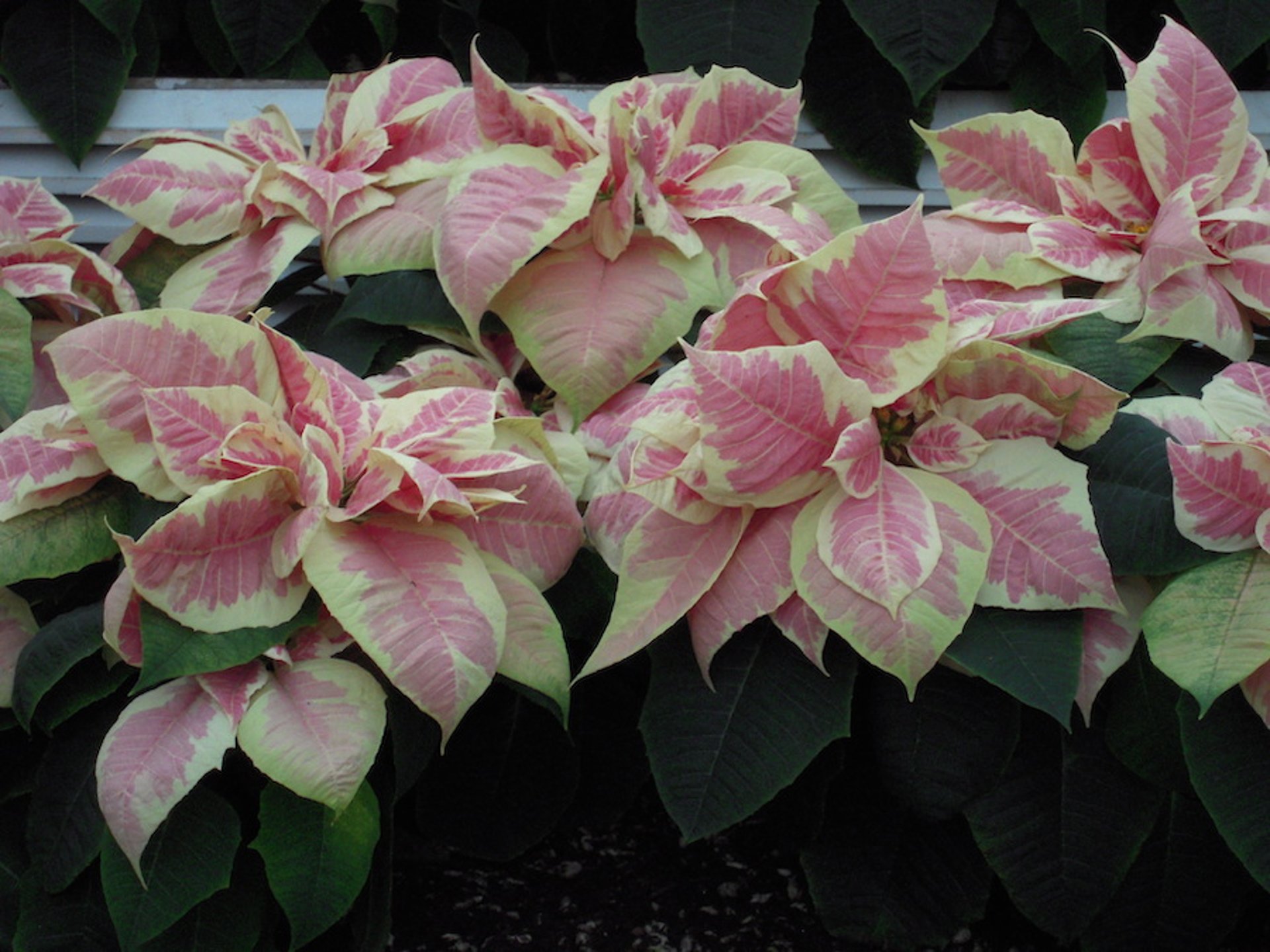 Poinsettias (<i >Euphorbia pulcherrima</i>)