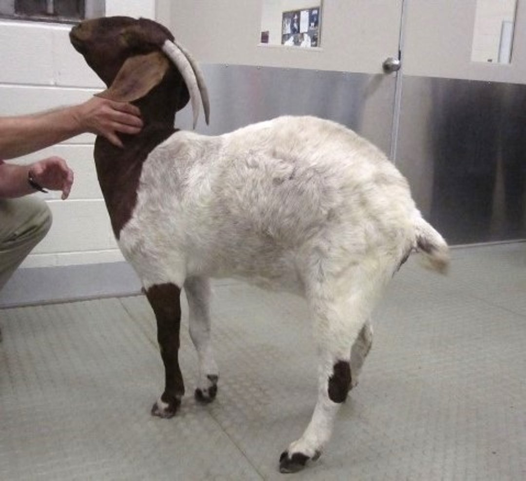 Polioencefalomalacia, postura de cabeza elevada, cabra