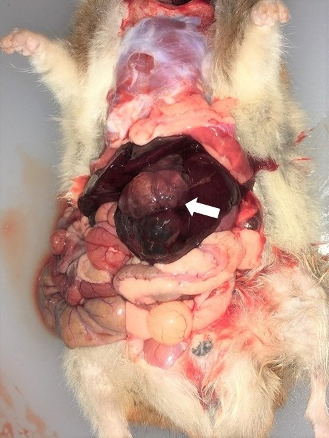 Polycystic liver disease, hamster