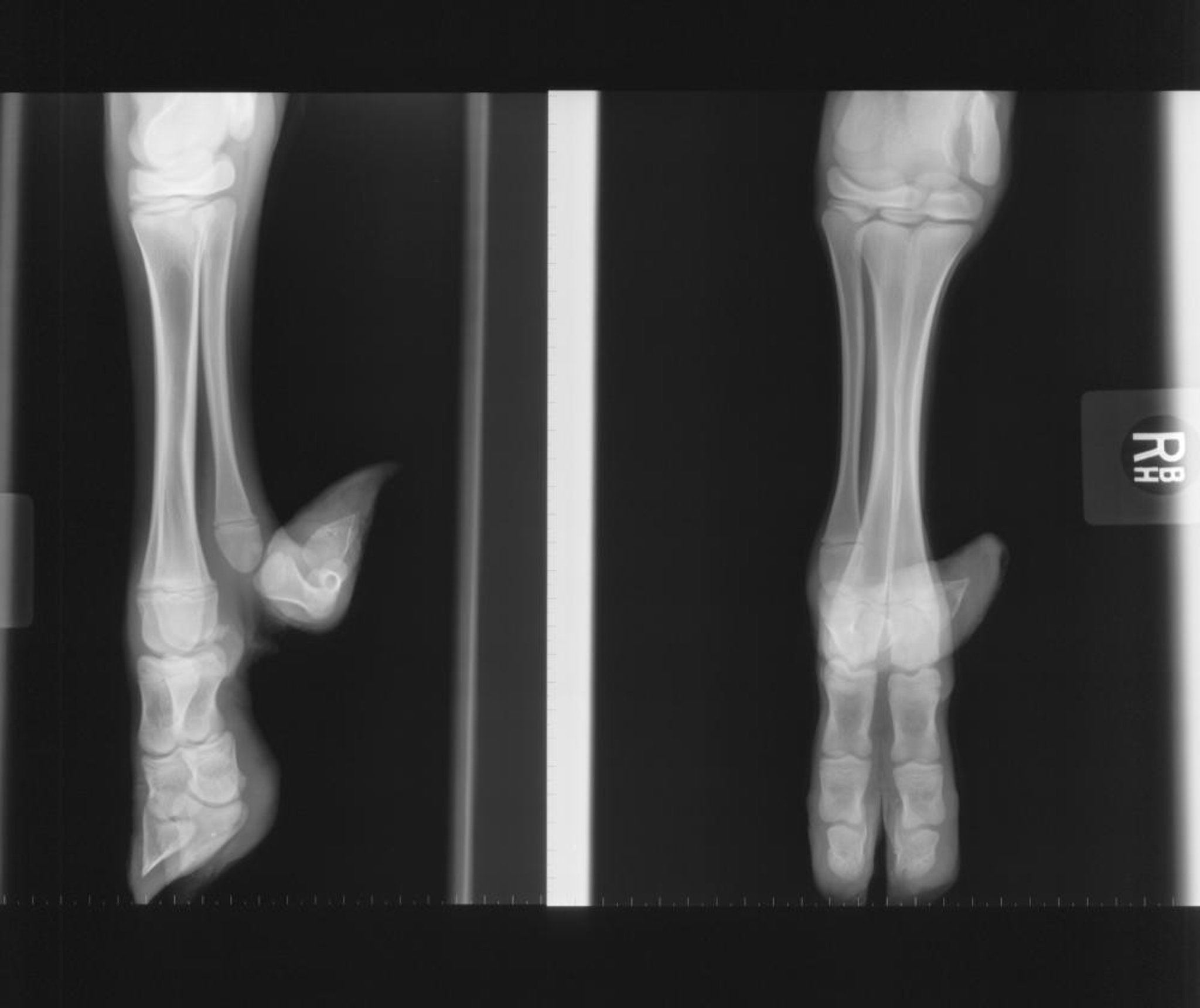 Polidactilia, radiografía, ternero